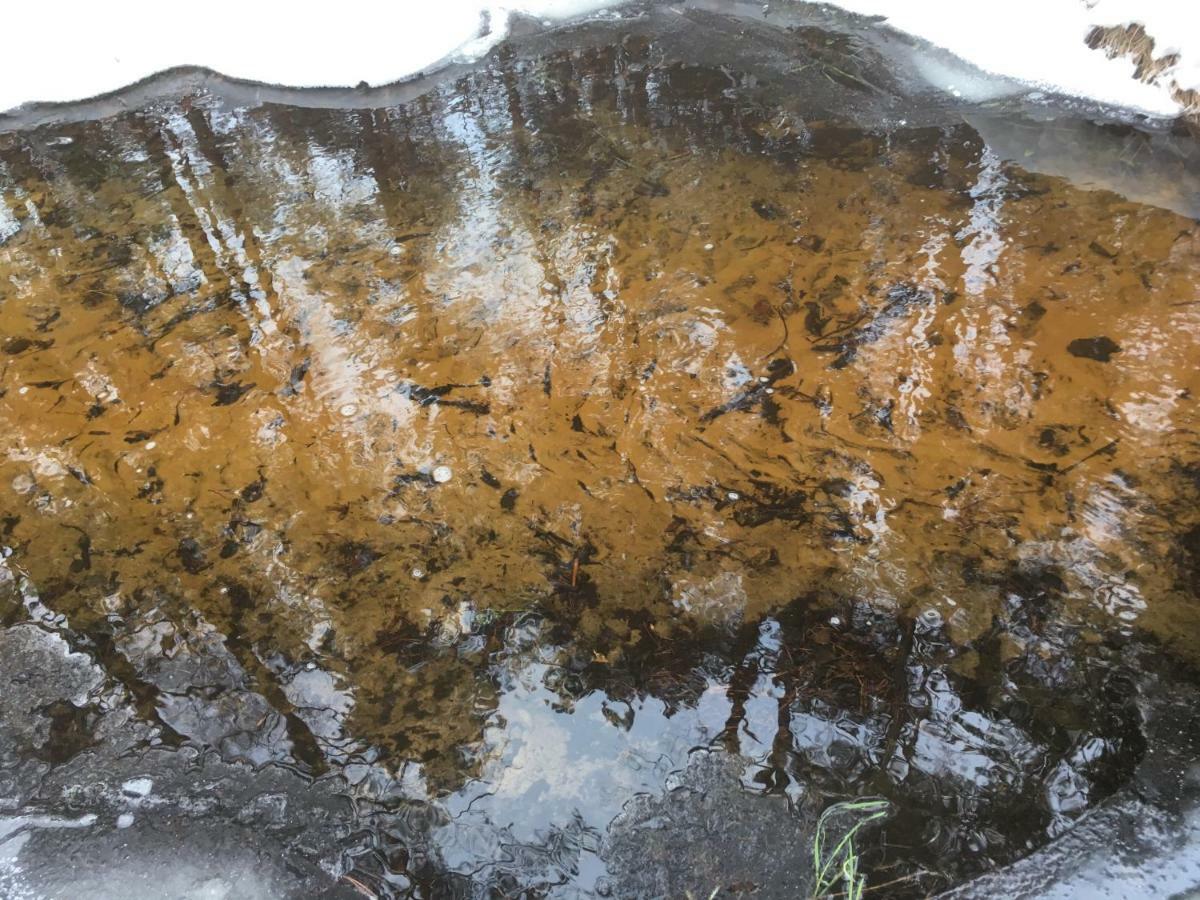 Migla Paseksciai
